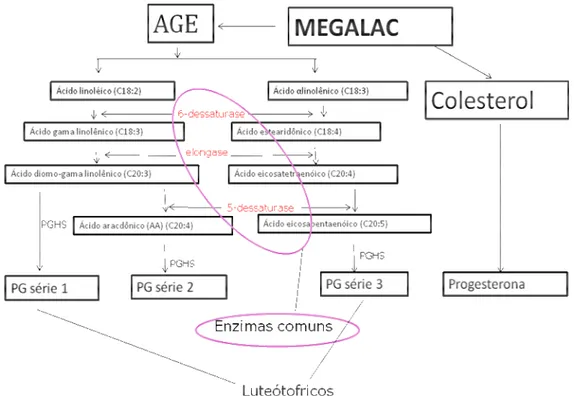 Figura 1. Esquema  sugerido  por  Robinson  et  al.  (2002)  e  Wathes  et  al.  (2007)  do  provável metabolismo dos AGE protegidos ruminalmente