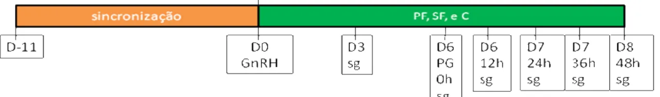 Figura  1:  Diagrama  esquemático  do  delineamento  experimental;  foram  utilizadas  51  multíparas  secas  da  raça  Nelore  efetivamente  ovuladas;  o  protocolo  para  sincronização  da  ovulação:  D-11  dispositivo  intravaginal  contendo  P4  +  ben