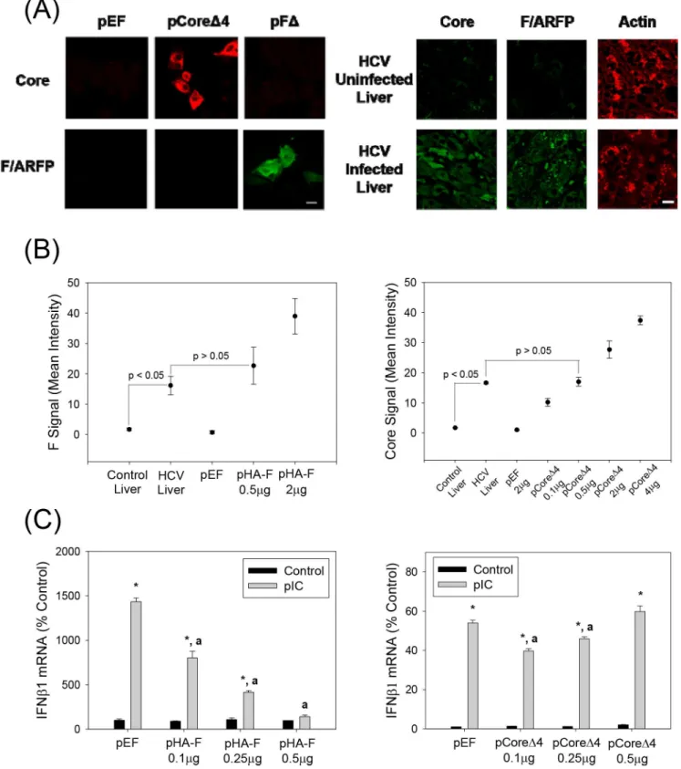 Fig 4. F/ARFP detection in human liver samples and concentration-dependent suppression of IFN response by F/ARFP