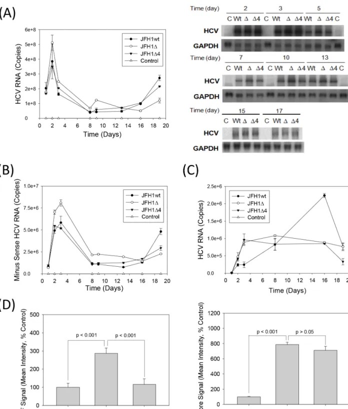 Fig 5. JFH1Δ and Δ4 replication in Huh 7 cells. (A, B) Huh7 cells were transfected with JFH1wt, JFH1Δ, JFH1Δ4 or no RNA (mock transfection control) and monitored for intracellular positive and minus sense HCV RNAs or minus-sense RNA alone by qRT-PCR