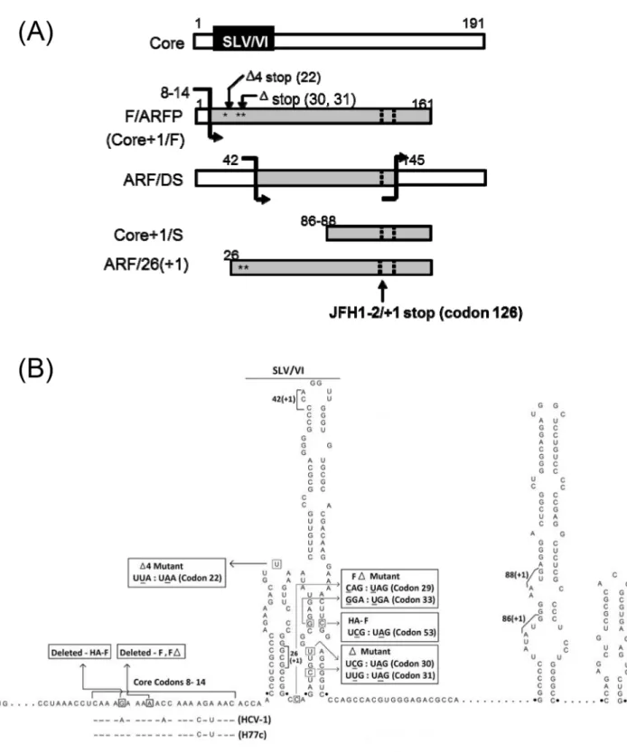 Fig 1. Schematics of HCV -2/+1 frame mutants. (A) Putative -2/+1 frame protein products of HCV