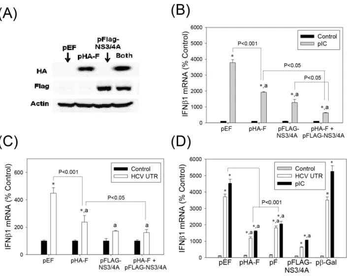 Fig 2. Suppression of type I IFN induction by HCV F/ARFP. (A) Huh7 cells transfected with pEF (empty vector), pHA-F, pFLAG-NS3/