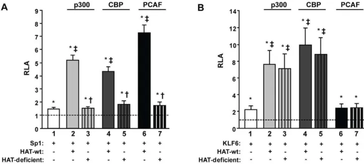Figure 6. Effect of HAT co-activators on PSG5 promoter activation mediated by Sp1 and KLF6