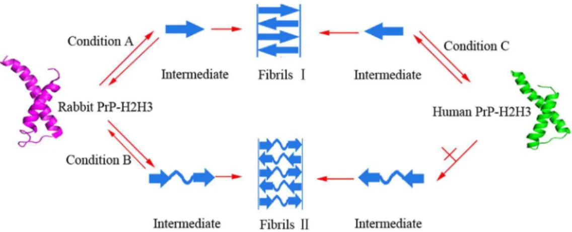 Figure 9. Secondary structural changes of chimera R isoforms in the presence of Ficoll 70 monitored by far-UV CD (A) and FTIR (B)
