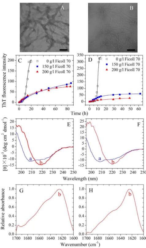 Figure 7. Amyloid formation of human PrP-H2H3 and rabbit PrP-H2H3. Transmission electron micrographs of human PrP-H2H3 (A) and rabbit PrP-H2H3 (B) were made after incubation under different conditions