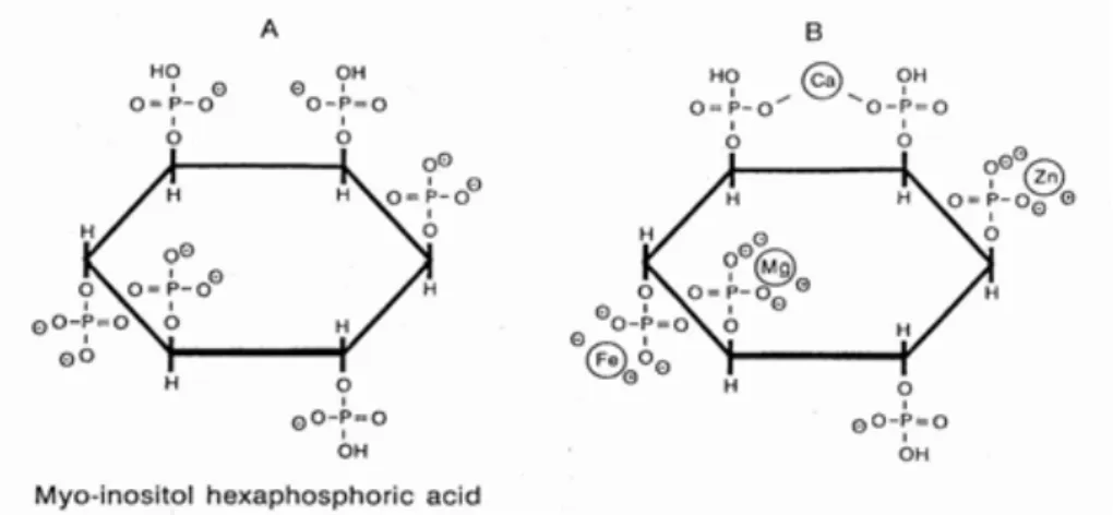 Figura 2. Estrutura do ácido fítico e ácido fítico quelatado à íons  metálicos (THOMPSON, 1988) 
