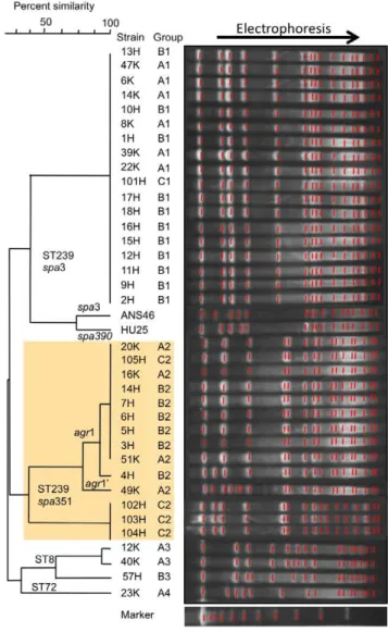 Figure 1. PFGE patterns of MRSA isolated from outpatients with nongonococcal urethritis and from inpatients in Russia compared with ST239 reference strains