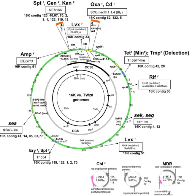Figure 2. Genome information for ST239 MRSA strain 16K in comparison with ST239 MRSA strain TW20