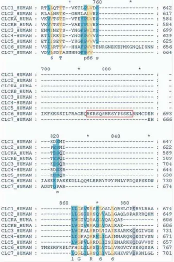 Figure 1. Development of a polyclonal antibody against human ClC-6 (hClC-6). Multiple sequence alignment (ClustalW) of all human CLC proteins revealed a COOH-terminal region that is unique for ClC-6 (aa 639–740)