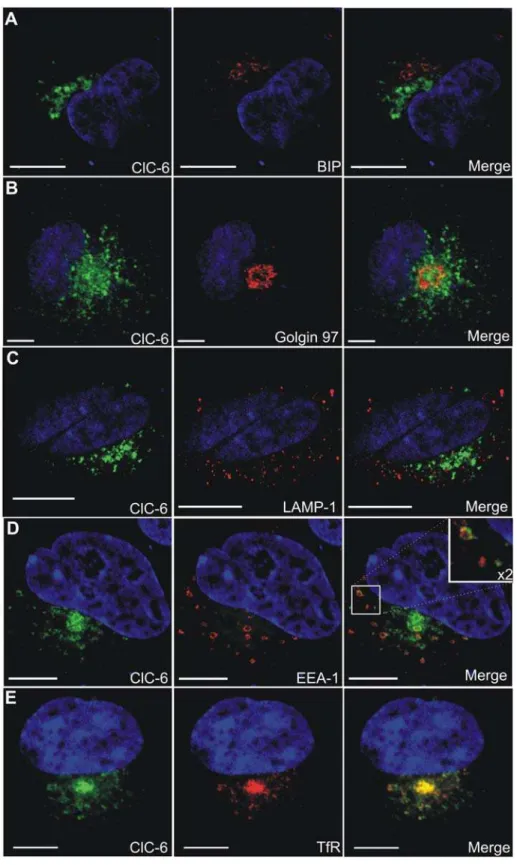 Figure 5. Immunolocalization of hClC-6 in transfected COS-1 cells. Double immunofluorescence confocal images of COS-1 cells transiently transfected with pcDNA3.1(2)/hClC-6a
