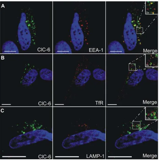 Figure 7. Immunolocalization of overexpressed hClC-6 in SH-SY5Y cells. Double immunofluorescence confocal images of SH-SY5Y cells, transiently transfected with pcDNA3.1(2)/hClC-6a expression vector