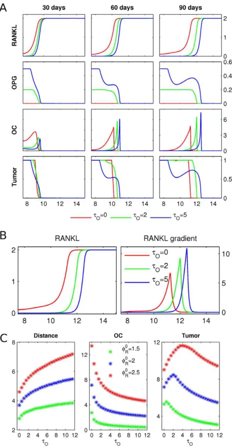 Figure 5. OPG production by tumor. A Starting from the initial conditions described in Figure 3, the RANKL and OPG concentrations, the osteoclast population density (OC) and the tumor density (Tumor) are shown after 30, 60 and 90 days, respectively