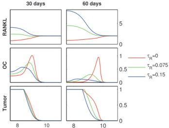 Figure 6. Direct RANKL production by tumor. Starting from the initial conditions described in Figure 3, the RANKL concentration, the osteoclast population density (OC) and the tumor density (Tumor) are shown at 30 and 60 days, respectively
