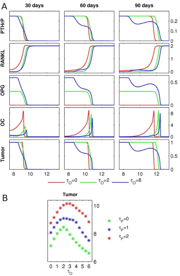 Figure 8. PTHrP and OPG production by tumor. A Starting from the initial conditions described in Figure 3, the PTHrP, RANKL and OPG concentrations, the osteoclast population density (OC) and the tumor density (Tumor) are shown at 30, 60 and 90 days, respec