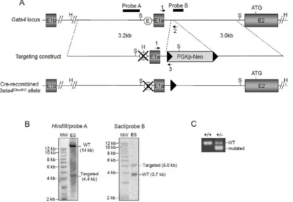 Figure 1. Targeting of the Ebox in the mouse Gata4 promoter upstream of exon 1a. (A) Schematic representation of the Gata4 locus, targeting vector and final Cre-recombined Gata4 EboxKO allele