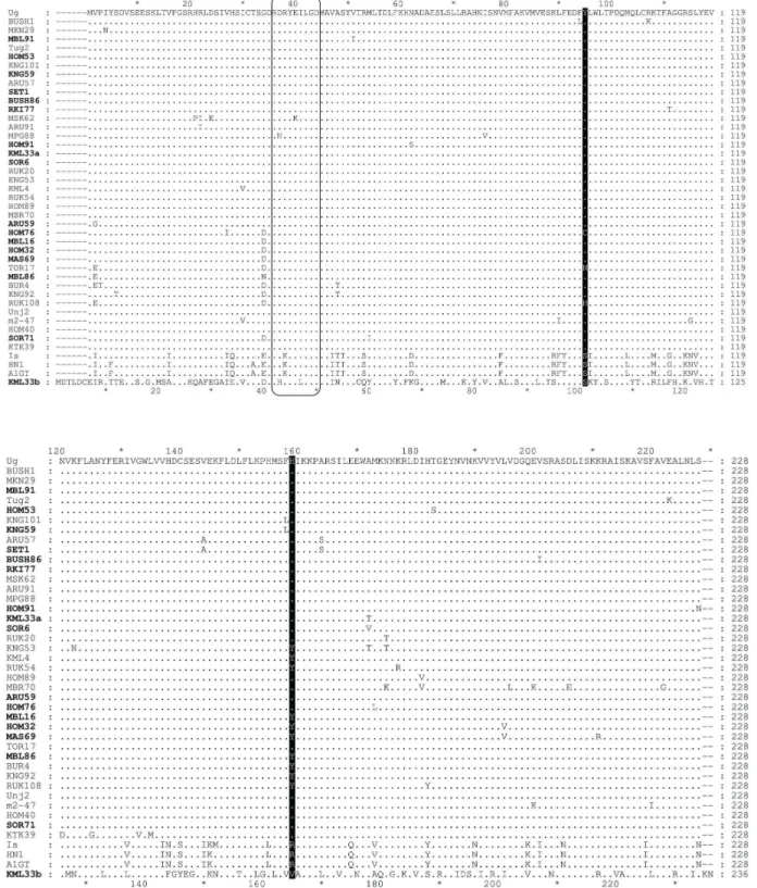 Figure  1.    Alignment  of  the  43  different  RNase3  protein  amino  acid  (aa)  sequences  of  Sweet  potato  chlorotic  stunt virus