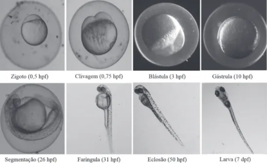 Figura 1.1  Demonstração dos principais estágios do desenvolvimento do zebrafish ao longo das primeiras 72 horas pós-fertilização  (desenvolvimento embrionário) e ao sétimo dia (larva).