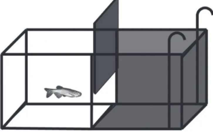 Figura 1.12  Aparato de esquiva inibitória para zebrafish adulto. O aquário é dividido em 2 compartimentos, claro e escuro, por uma  barreira divisória