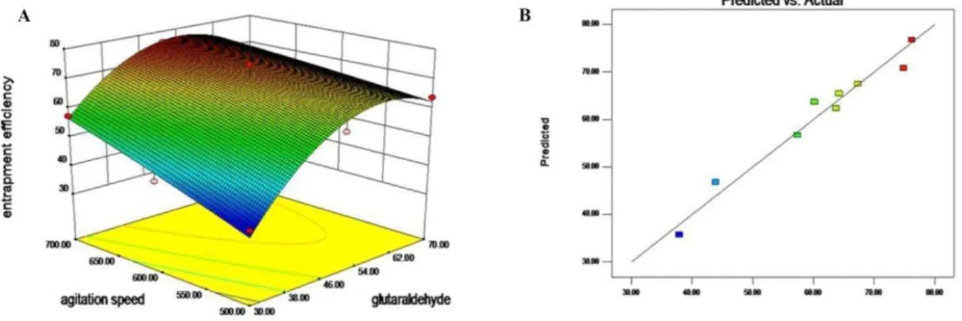 Figure 3. (A) Response surface plot showing the effect of agitation speed and glutaraldehyde conc