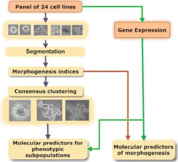 Figure 1. Computational pipeline for differential and associa- associa-tion studies between colony morphologies and gene profiles for the panel of breast cancer cell lines cultured in 3D.