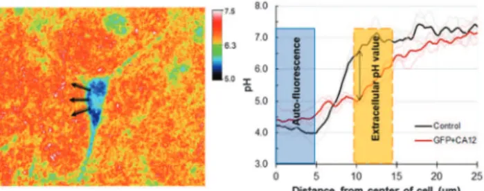 Fig. 6 Left: ratiometric pH image (l exc : 489  6 nm/436  5 nm, l em : 536  20 nm) of a GFP + CA12 transfected cell on a pH-sensitive substrate.