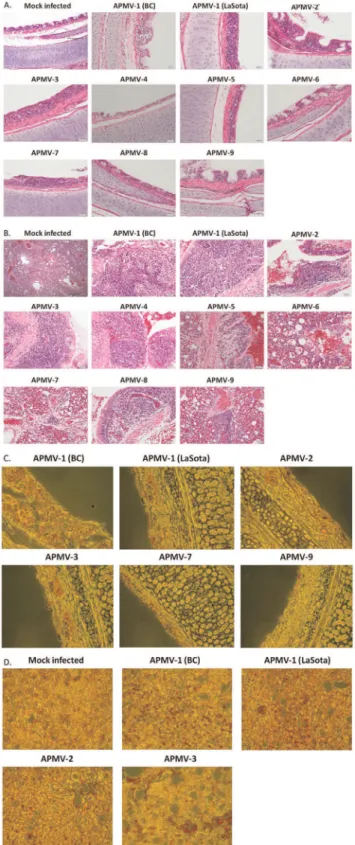Table 2. Replication of APMVs in 2-week-old chickens.