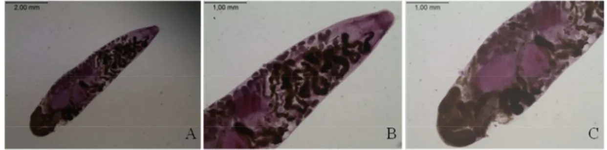 Figura  11.  Polystoma  cuvieri  coletado  de  bexiga  e  vesícula  de  Physalaemus  cuvieri  procedentes de São Luiz do Paraitinga, SP