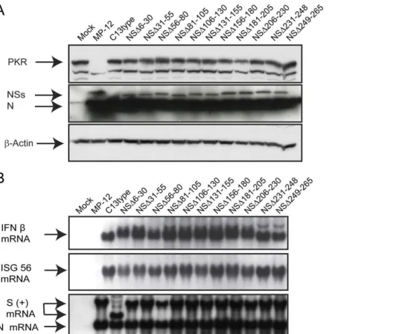 Figure 2. Functions of truncated NSs (A) VeroE6 cells were mock-infected or infected with indicated viruses at an moi of 3