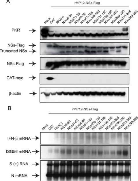 Figure 5. Co-expression of truncated NSs in RVFV-infected cells. 293 cells were mock-infected or infected with rMP12-NSs-Flag at an moi of 3, and mock-transfected or immediately transfected with in vitro transcribed RNA encoding CAT (control) or NSs with i