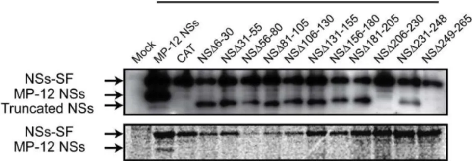 Figure 6. Association of MP-12 NSs and truncated NSs. 293 cells were mock-infected or infected with rMP12-NSs-SF at an moi of 3, and cells were immediately transfected with in vitro synthesized RNA encoding MP-12 NSs, CAT, or truncated NSs