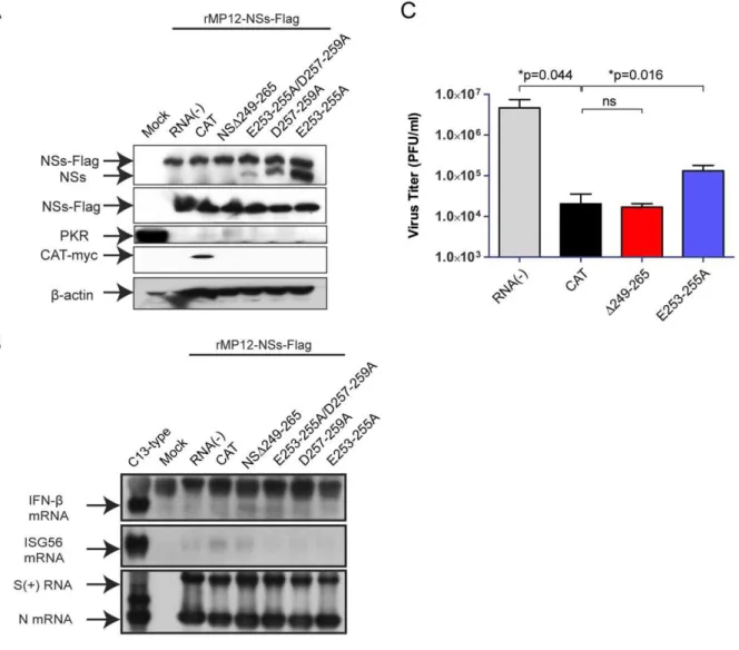 Figure 8. Co-expression of truncated NSs in RVFV-infected cells. 293 cells were mock-infected or infected with rMP12-NSs-Flag at an moi of 3, and mock-transfected or immediately transfected with in vitro transcribed RNA encoding CAT (control) or NSs with i
