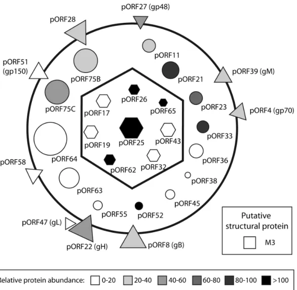 Figure S1 Analysis of peptides identified in the different expression products of MuHV-4 ORF17-17.5 locus