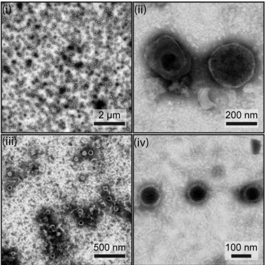 Figure 1. Assessment of MuHV-4 virion purity. The purity of the virions (i and ii) and capsid-tegument fractions (iii and iv) preparations was assessed by negative staining and electron microscopy