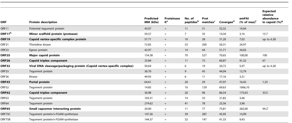 Table 2. Proteins of MuHV-4 virions identified by 1D gel/nanoLC-MS/MS as associated with purified capsid-tegument samples.