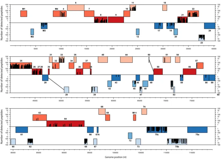 Figure 3. Proteogenomic map of MuHV-4 structural peptides. The 6 possible frames of the MuHV-4 genome (AF105037.1) translation are shown with rectangle indicating annotated ORFs