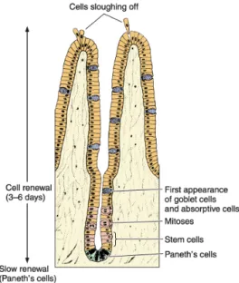 Figura   5   -­‐   Renovação   celular   no   intestino   (retirado   de   [8]).   