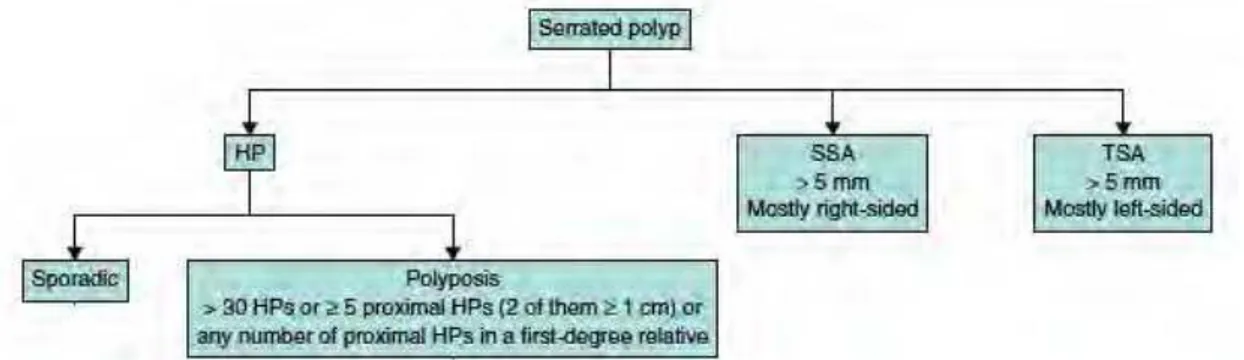 Figura   9   -­‐   Tipos   de   pólipos   serrados   (retirado   de   [12]).   