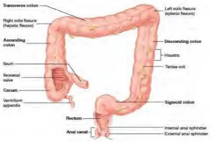 Figura   2   -­‐   Representação   do   intestino   grosso   (retirado   de   [6]).   