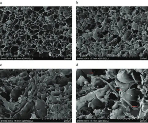 Fig 2. Scanning electron micrographs (SEM) of gelatinized wheat starch gel with 10, 20, 30, 40%