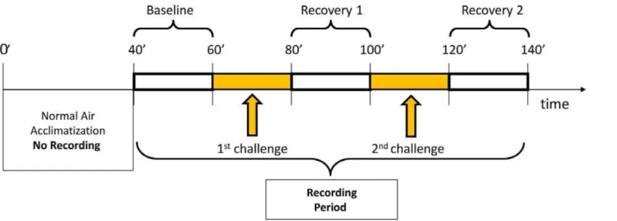 Figure 1. Scheme of the respiratory protocol. During ‘baseline’ and ‘recovery’ periods, subjects inhaled normal air