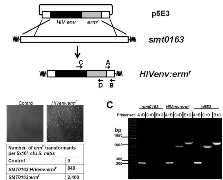 Fig 1. Construction of recombinant S. mitis expressing HIV Env gp120. (A) Recombinant S