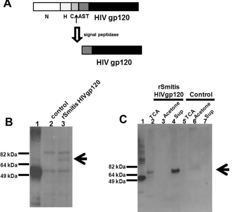 Fig 2. Recombinant S. mitis expresses HIV envelope protein. rS. mitis with the integrated HIV HXBc2 Env gp120 was designed to secrete HIV Env by ligating the HIV Env in frame with 250bp 5’ end of the pullulanase gene (pulA/Smt0163) encoding a signal peptid