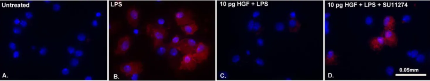 Figure 7. Proposed mechanism of HGF-mediated suppression. The canonical signaling pathway of LPS-TLR engagement leads to NFkB dependent pro-inflammatory cytokine production through the interaction of CBP with NFkB