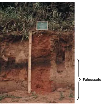 Foto  3  - Paleossolo recoberto por espessa  camada de sedimentos. Petrópolis – RJ.