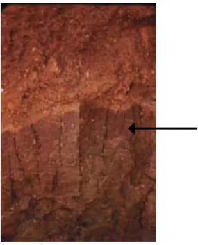 Foto 11 - Exemplo de estru- estru-tura muito grande prismática (subtipo colunar)