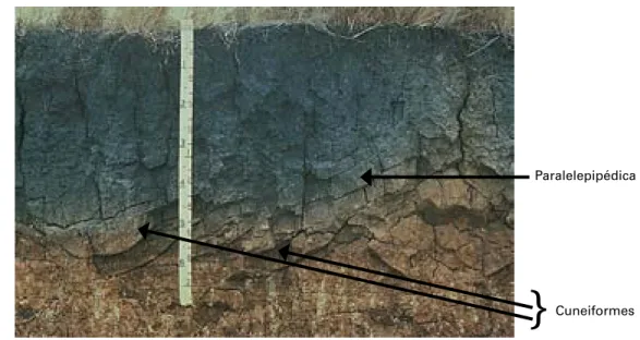 Foto 19 – Aspecto de estruturas cuneiforme e paralelepipédica em perfi l de Ver- Ver-tissolo.