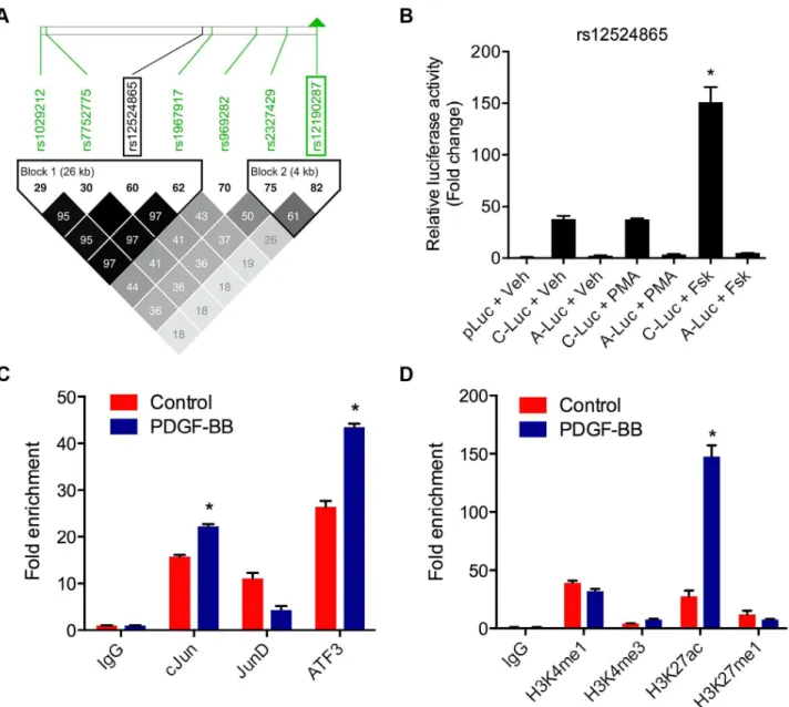 Figure 6. WT1 regulation of rs12190287 in vitro and in vivo . (a) Dual-luciferase assay of rs12190287 C/G enhancer transfected with human WT1-B (2KTS), WT1-D (+KTS) expression constructs in A7r5 cells, measured after 24 hours