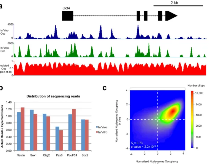 Fig 2. BEM-seq generated nucleosome occupancies are reproducible and reveal correlation between In vivo and in vitro occupancy