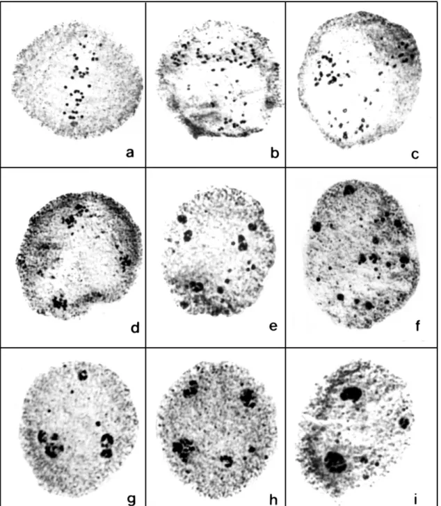 Figure  1.  Aspects  of  meiocytes  during  the  first  division  in  the  progenies  of  C31  and  C41
