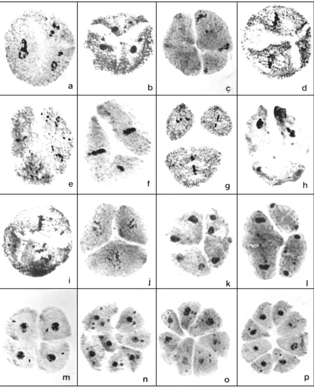 Figure 2. Aspects of meiocytes in the second division in the progenies of C31 and C41